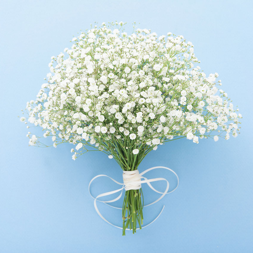 Gypsophila Care: Enhance the Beauty of Your Bouquets
