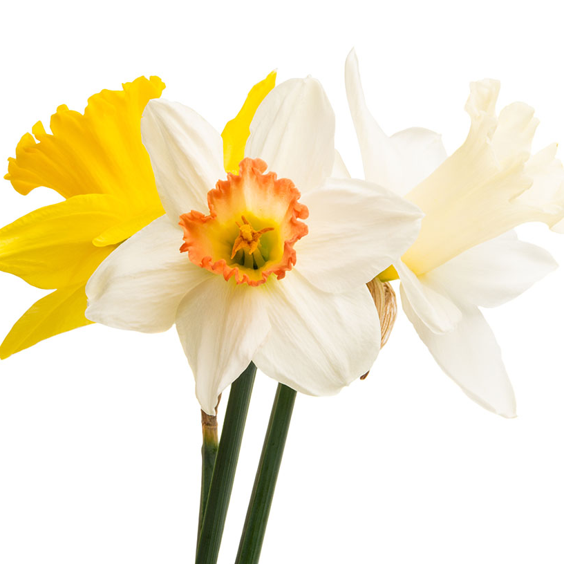 Daffodil Care: Enhance the Beauty of Your Bouquets