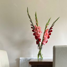 The Secret to Long-Lasting Gladiolus: A Florist's Guide | KS Flowers