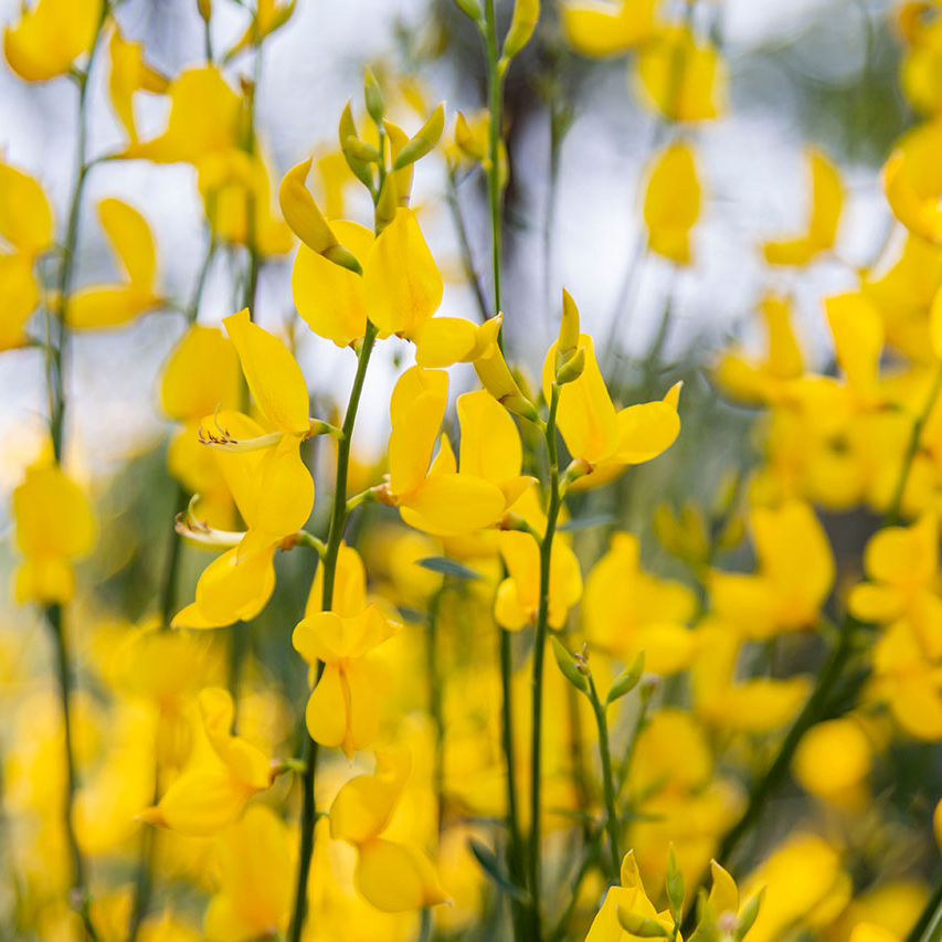 Genista Care: Enhance the Beauty of Your Bouquets